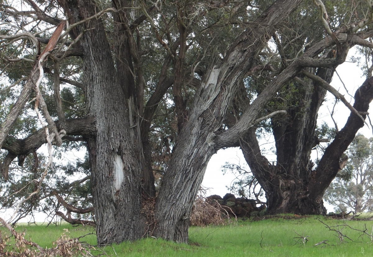 Yate (Eucalyptus cornuta) Robert Powell Tree Pictures